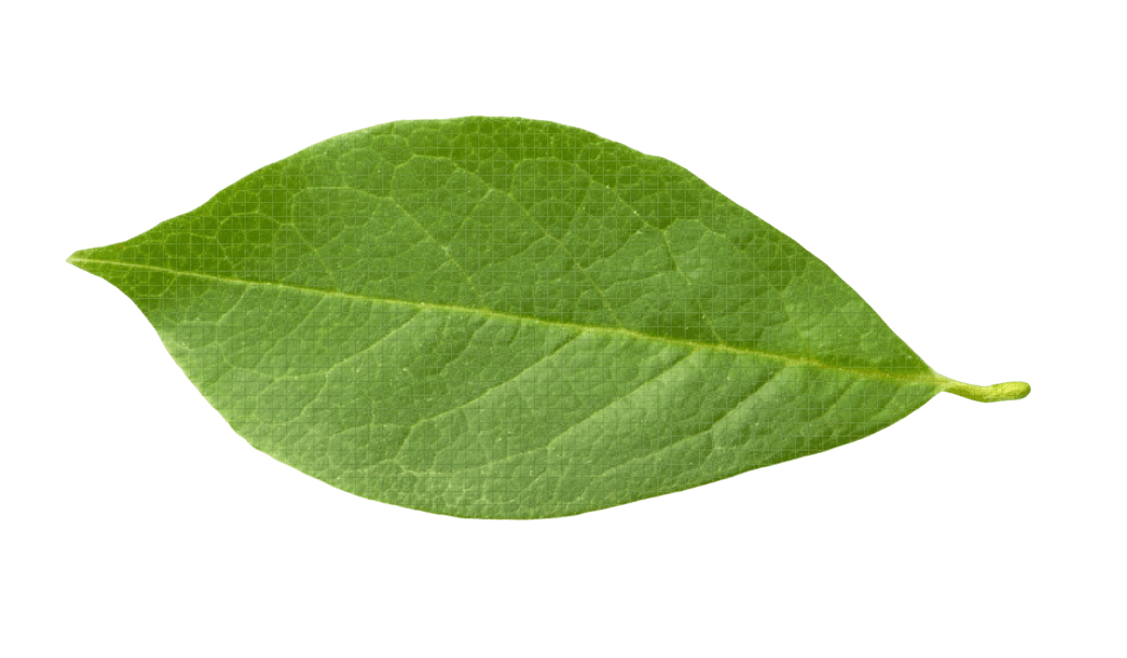 Leaf